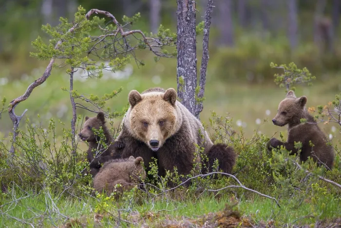 Framed Print : Eurasian Brown Bear (Ursus arctos) mother with cubs Framed Print : Eurasian Brown Bear (Ursus arctos) mother with cubs