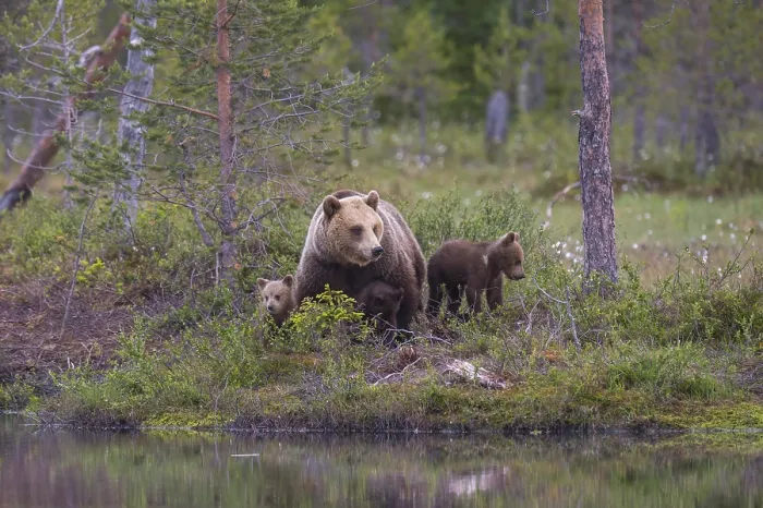 Framed Print : Eurasian Brown Bear (Ursus arctos) mother with cubs Framed Print : Eurasian Brown Bear (Ursus arctos) mother with cubs
