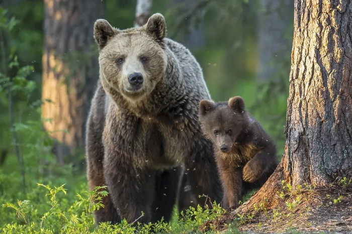 Framed Print : Eurasian Brown Bear (Ursus arctos) mother with cubs in forest