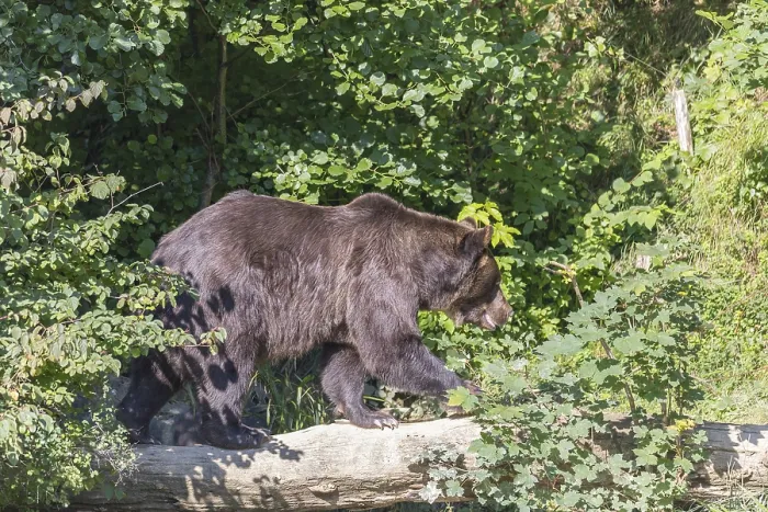 Framed Print : One eurasian brown bears (Ursus arctos arctos) walking on a grey old log Framed Print : One eurasian brown bears (Ursus arctos arctos) walking on a grey old log