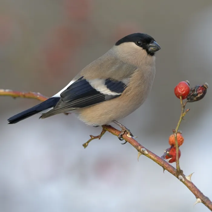 Framed Print : Eurasian bullfinch, bullfinch (Pyrrhula pyrrhula)
