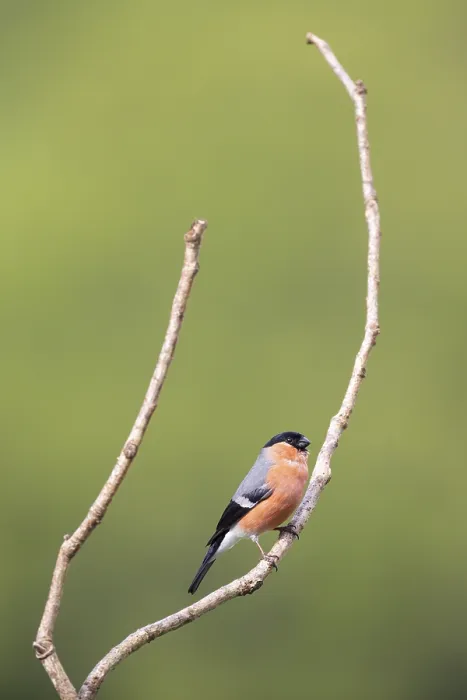 Framed Print : Eurasian Bullfinch, Common Bullfinch or Bullfinch (Pyrrhula pyrrhula) Framed Print : Eurasian Bullfinch, Common Bullfinch or Bullfinch (Pyrrhula pyrrhula)
