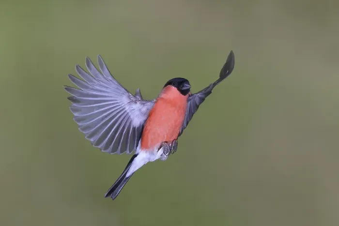 Framed Print : Eurasian bullfinch (Pyrrhula pyrrhula)