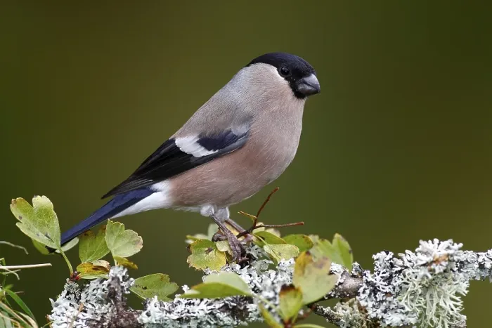 Framed Print : Eurasian Bullfinch (Pyrrhula pyrrhula), female sitting on a lichen-covered branch, Neunkirchen in Siegerland, North Rhine-Westphalia, Germany, Europe Framed Print : Eurasian Bullfinch (Pyrrhula pyrrhula), female sitting on a lichen-covered branch, Neunkirchen in Siegerland, North Rhine-Westphalia, Germany, Europe