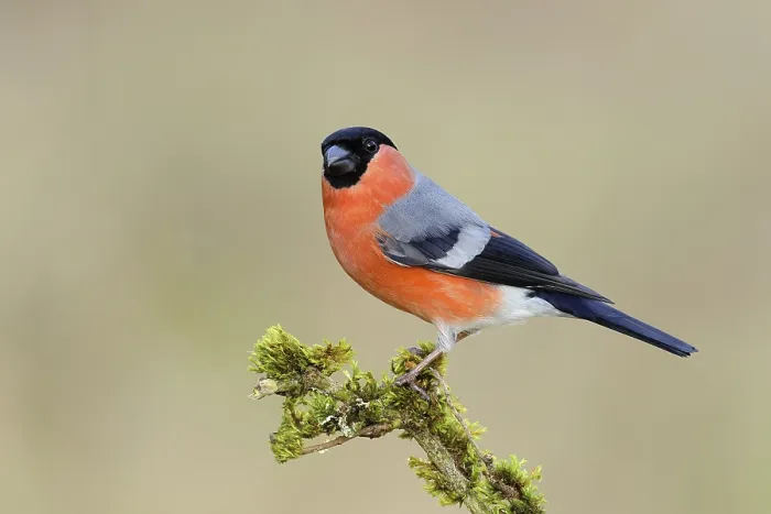 Framed Print : Eurasian bullfinch (Pyrrhula pyrrhula)