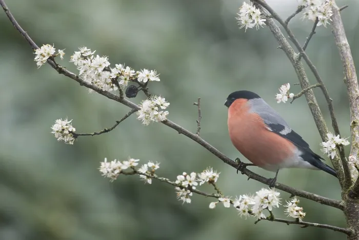 Framed Print : Eurasian bullfinch (Pyrrhula pyrrhula)