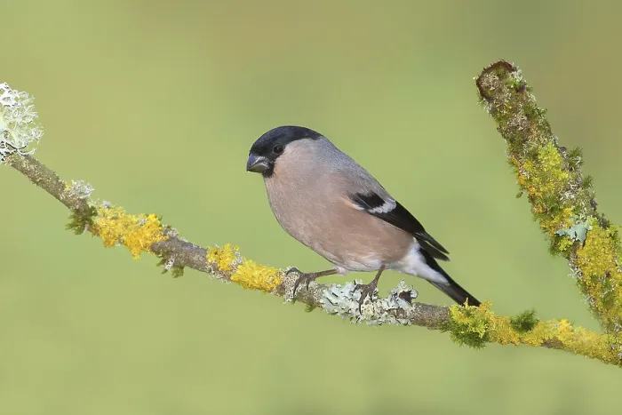 Framed Print : Eurasian bullfinch (Pyrrhula pyrrhula)