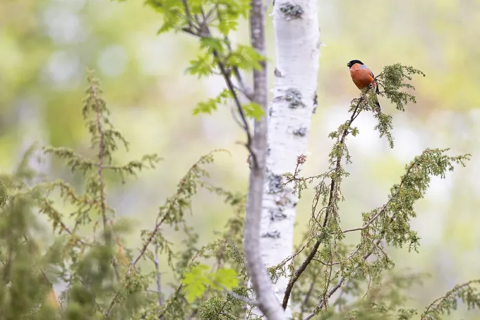 Framed Print : Eurasian bullfinch (Pyrrhula pyrrhula)