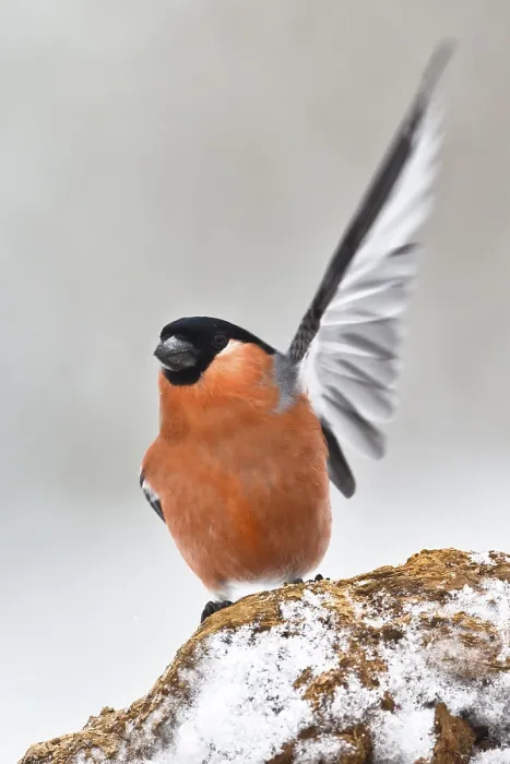 Framed Print : Eurasian Bullfinch (Pyrrhula pyrrhula) male