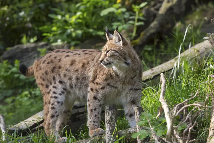 Framed Print : One Eurasian (Carpathian) lynx