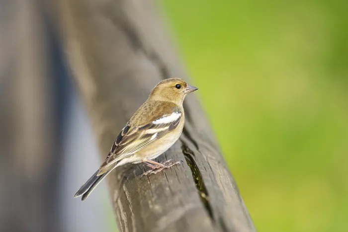 Framed Print : Eurasian chaffinch (Fringilla coelebs) sitting on a wood