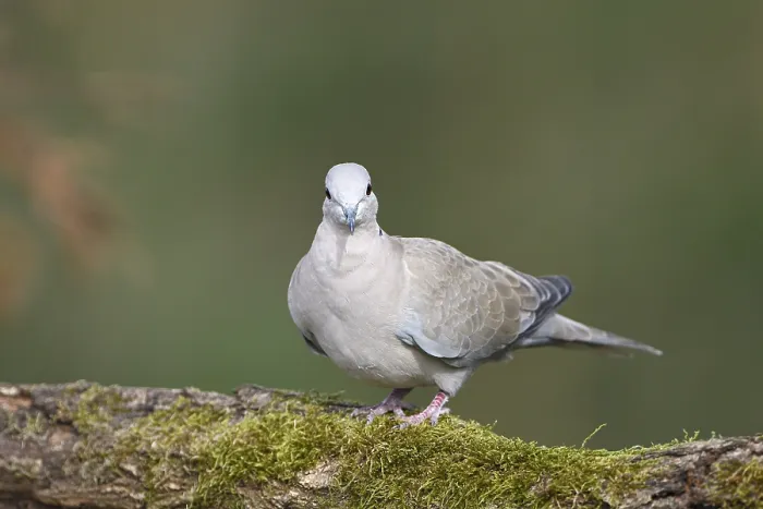 Framed Print : Eurasian collared dove (Streptopelia decaocto)