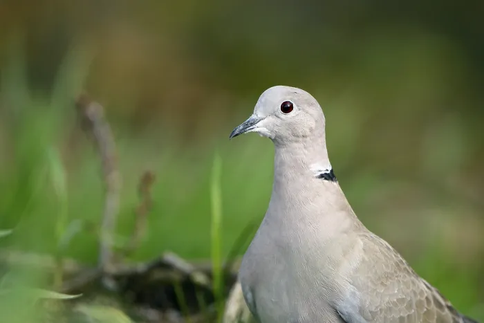 Framed Print : Eurasian collared dove (Streptopelia decaocto)