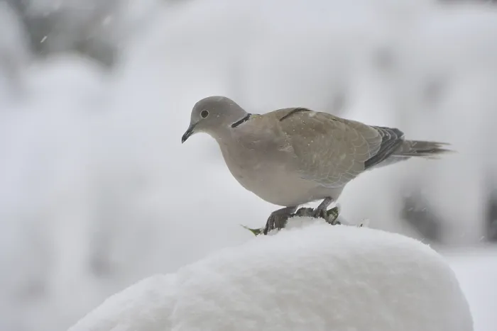 Framed Print : Eurasian collared dove (Streptopelia decaocto)