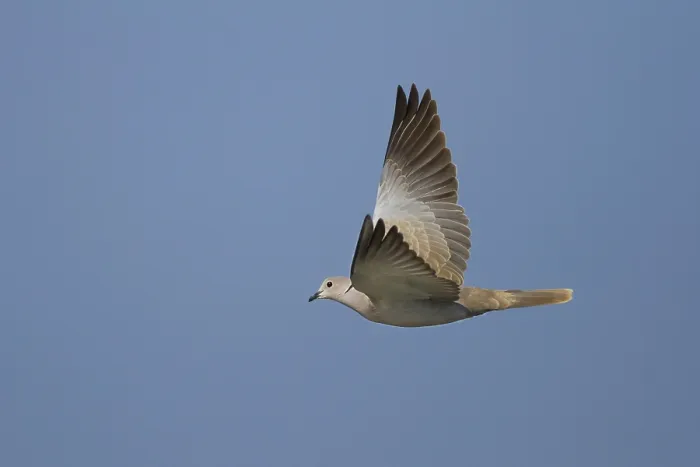 Framed Print : Eurasian Collared Dove (Streptopelia decaocto) flying Framed Print : Eurasian Collared Dove (Streptopelia decaocto) flying