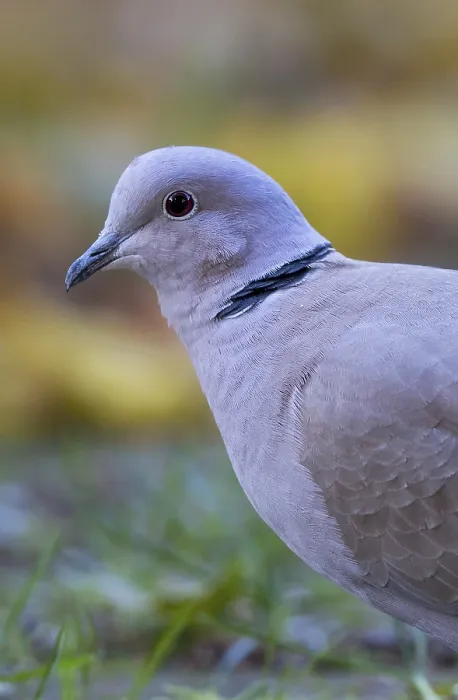 Framed Print : Eurasian Collared Dove (Streptopelia decaocto) perched on the ground Framed Print : Eurasian Collared Dove (Streptopelia decaocto) perched on the ground