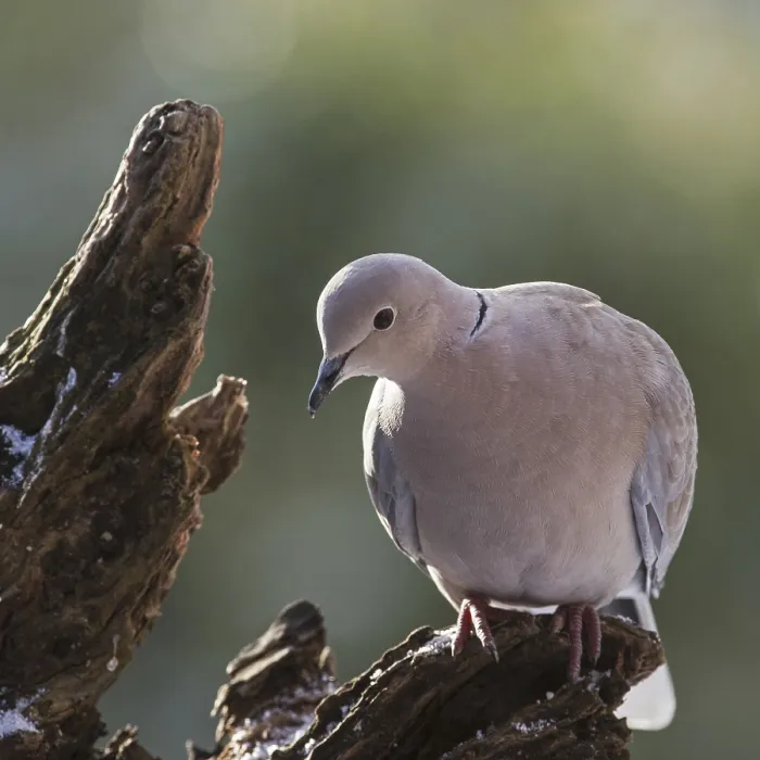 Framed Print : Eurasian Collared Dove (Streptopelia decaocto) perched on tree stump in early spring Framed Print : Eurasian Collared Dove (Streptopelia decaocto) perched on tree stump in early spring