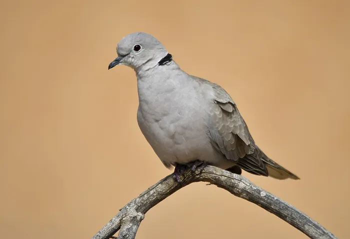 Framed Print : Eurasian Collared Dove (Streptopelia) in the sand desert of Dubai