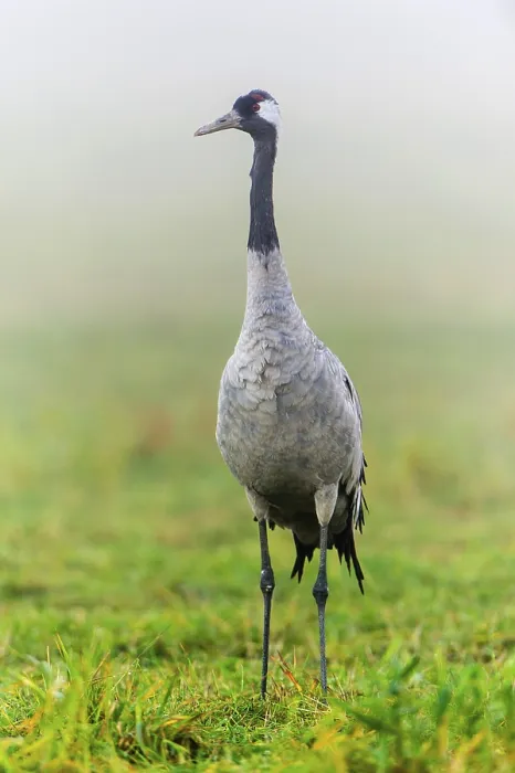 Framed Print : Eurasian or common crane (Grus grus)