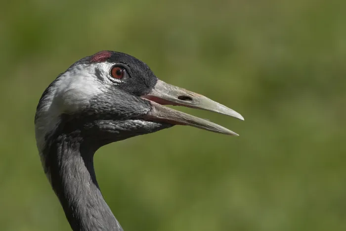 Framed Print : Eurasian or Common crane (Grus grus) adult bird with its beak open calling