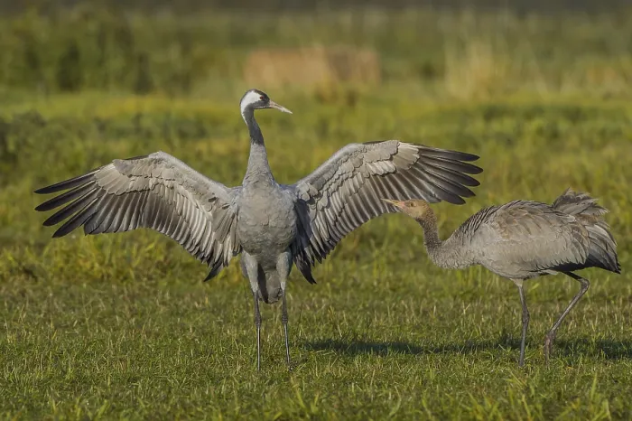 Framed Print : Eurasian or common crane (Grus grus) flapping wings