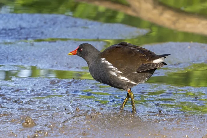 Framed Print : Eurasian common moorhen, waterhen (Gallinula chloropus) foraging in the mud along pond in marshland