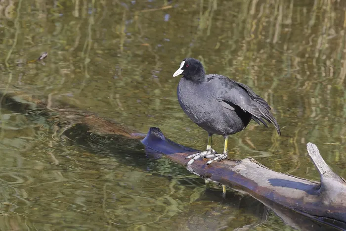 Framed Print : Eurasian Coot, coot rail, (Fulica atra)