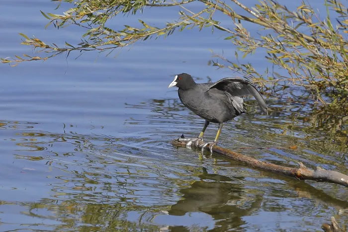 Framed Print : Eurasian Coot, coot rail, (Fulica atra)