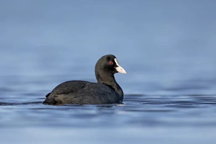 Framed Print : Eurasian Coot or coot rail (Fulica atra), Germany
