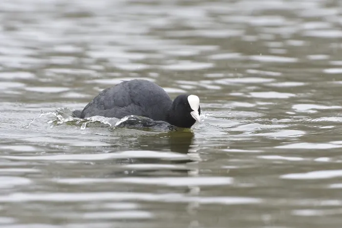 Framed Print : Eurasian Coot (Fulica atra) Framed Print : Eurasian Coot (Fulica atra)