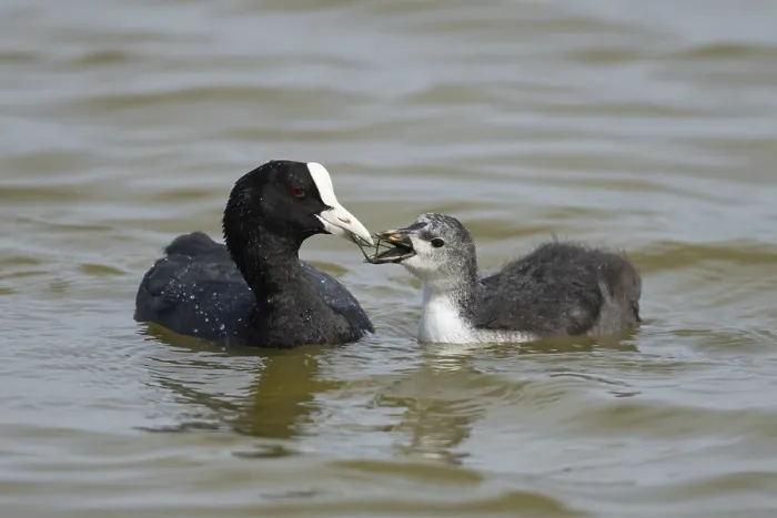 Framed Print : Eurasian coot (Fulica atra) adult parent bird feeding a juvenile baby chick on a lake