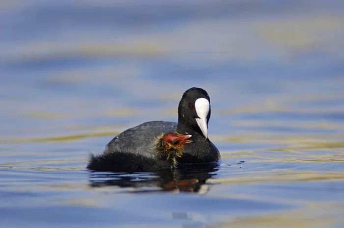 Framed Print : Eurasian Coot (Fulica atra) with chick Framed Print : Eurasian Coot (Fulica atra) with chick