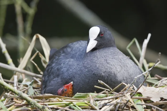 Framed Print : Eurasian Coot (Fulica atra) with a chick in a nest Framed Print : Eurasian Coot (Fulica atra) with a chick in a nest