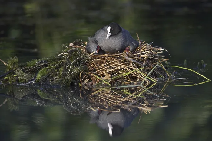 Framed Print : Eurasian Coot (Fulica atra) with chicks on the nest