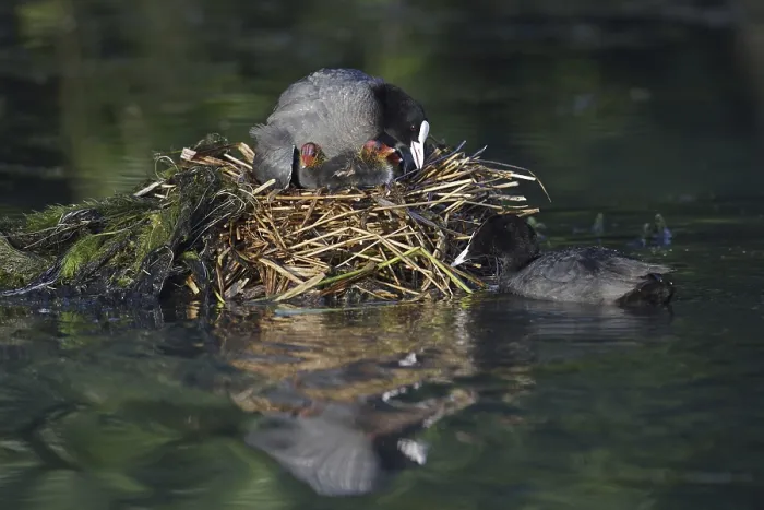 Framed Print : Eurasian Coot (Fulica atra) with chicks on the nest Framed Print : Eurasian Coot (Fulica atra) with chicks on the nest
