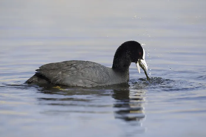 Framed Print : Eurasian Coot (Fulica atra) feeding