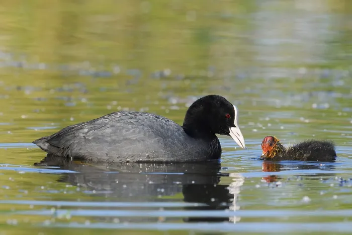 Framed Print : Eurasian Coot (Fulica atra) feeding chicks