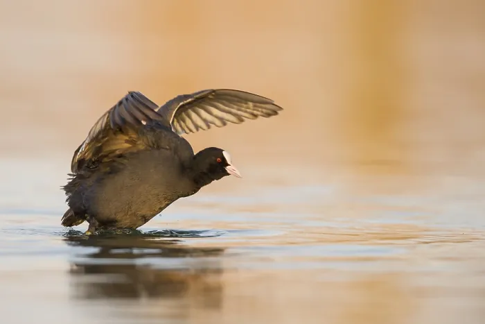 Framed Print : Eurasian Coot (Fulica atra) flapping Framed Print : Eurasian Coot (Fulica atra) flapping