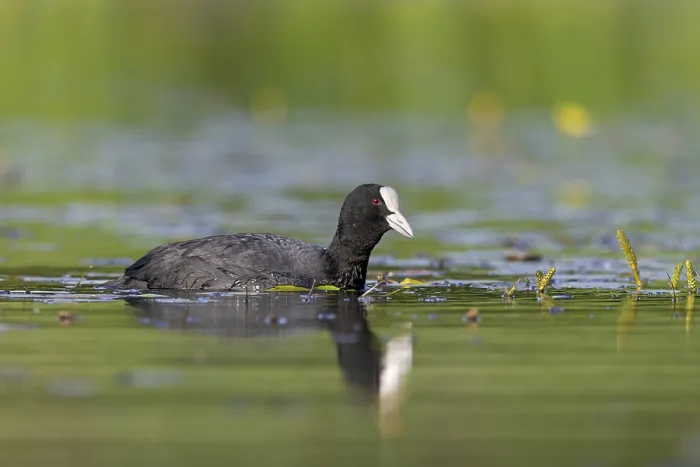 Framed Print : Eurasian Coot (Fulica atra) foraging, Germany
