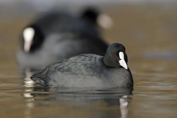 Framed Print : Eurasian Coot (Fulica atra) group Framed Print : Eurasian Coot (Fulica atra) group