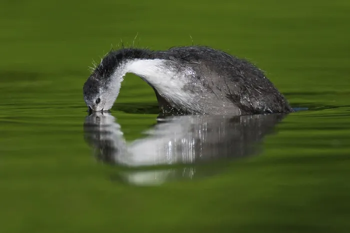 Framed Print : Eurasian Coot (Fulica atra) juvenile