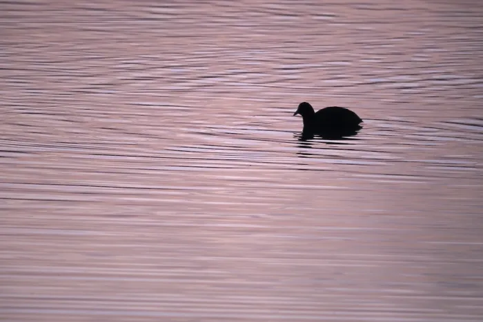 Framed Print : Eurasian Coot (Fulica atra) on a lake at sunset Framed Print : Eurasian Coot (Fulica atra) on a lake at sunset
