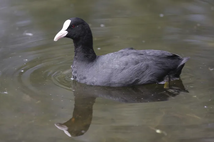 Framed Print : Eurasian Coot (Fulica atra) in the Moenchbruch