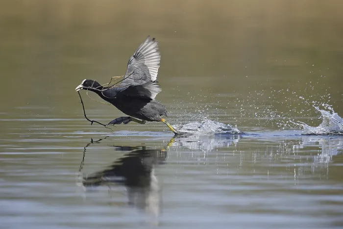 Framed Print : Eurasian Coot (Fulica atra) with nesting material walking over water
