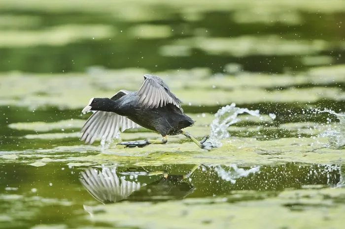 Framed Print : Eurasian coot (Fulica atra) running on a lake