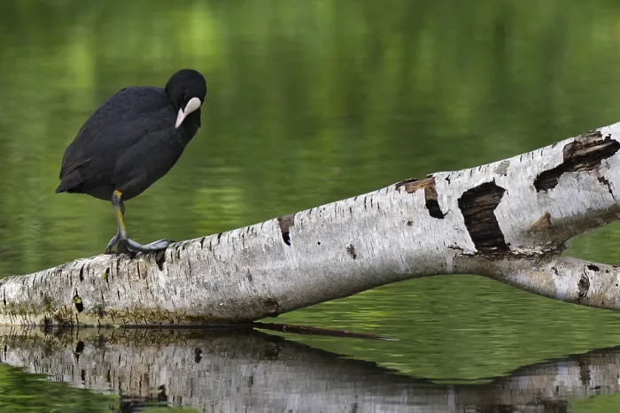Framed Print : Eurasian Coot (Fulica atra) sitting on a rotten birch trunk Framed Print : Eurasian Coot (Fulica atra) sitting on a rotten birch trunk