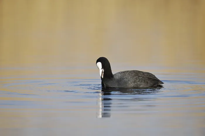 Framed Print : Eurasian Coot (Fulica atra) swimming