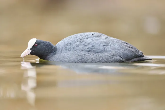 Framed Print : Eurasian coot (Fulica atra) swimming on a lake Framed Print : Eurasian coot (Fulica atra) swimming on a lake