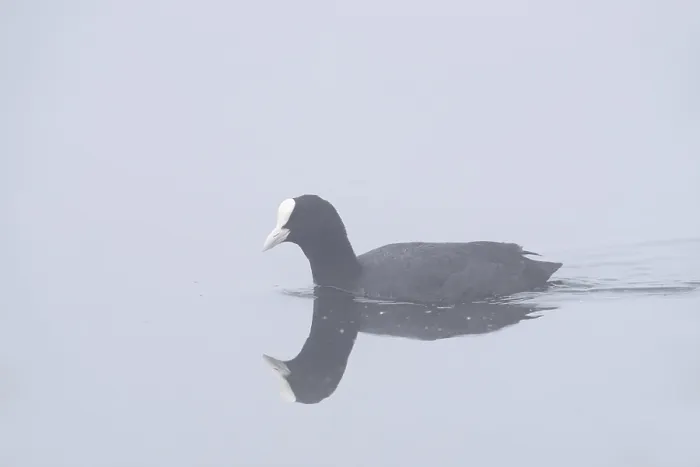 Framed Print : Eurasian Coot (Fulica atra) swimming in the morning mist