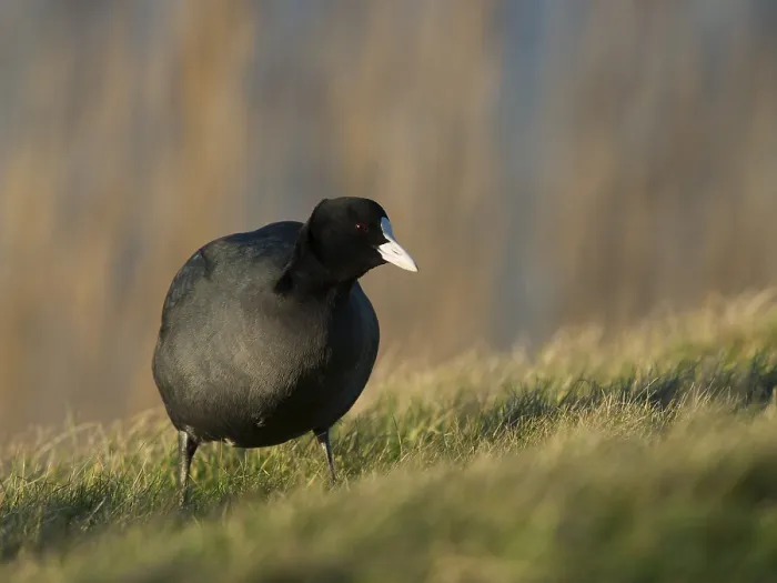 Framed Print : Eurasian Coot (Fulica atra), Texel